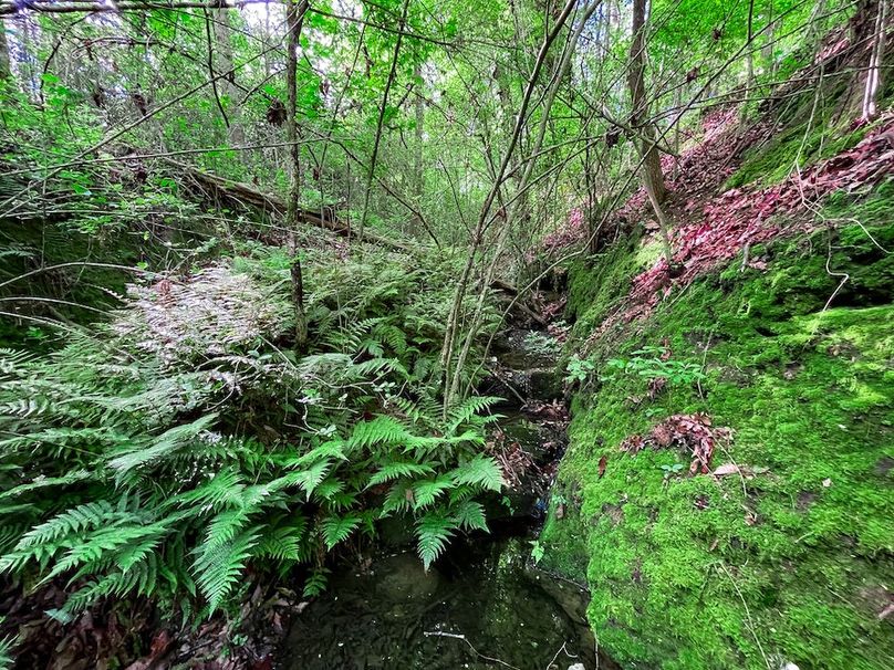 Haralson GA 100 McIntyre-46