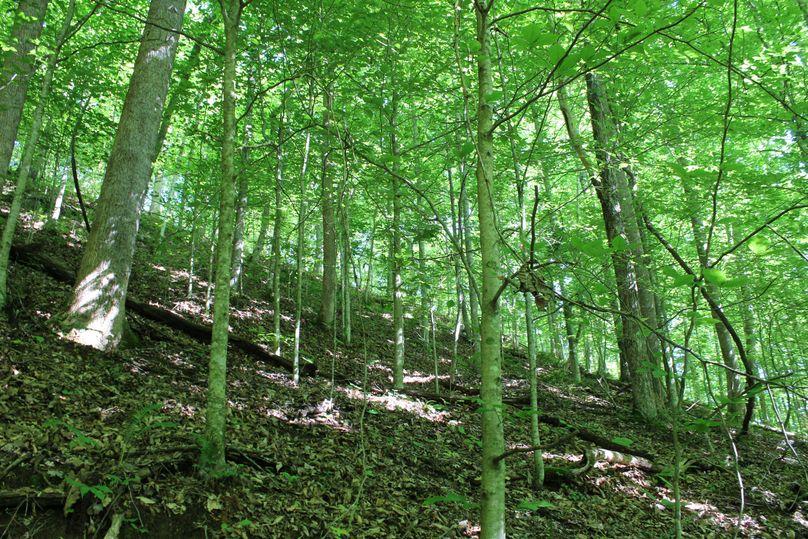 005 west facing low elevation slope