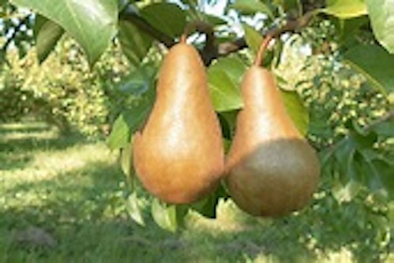 bosc pears 22
