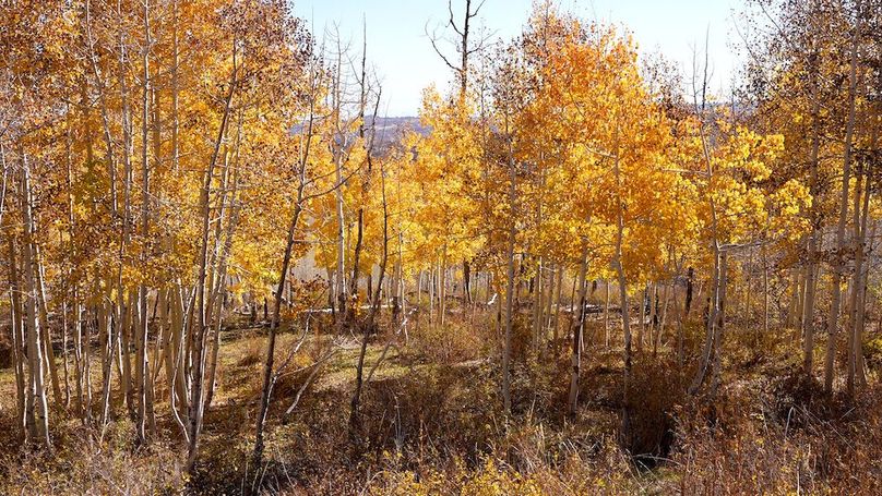 Copy of Mesa CO 1,517_Pic 1