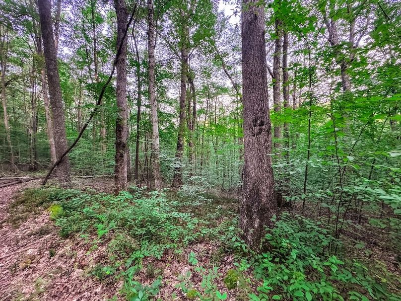 Webster, WV 42 AC Barger-24