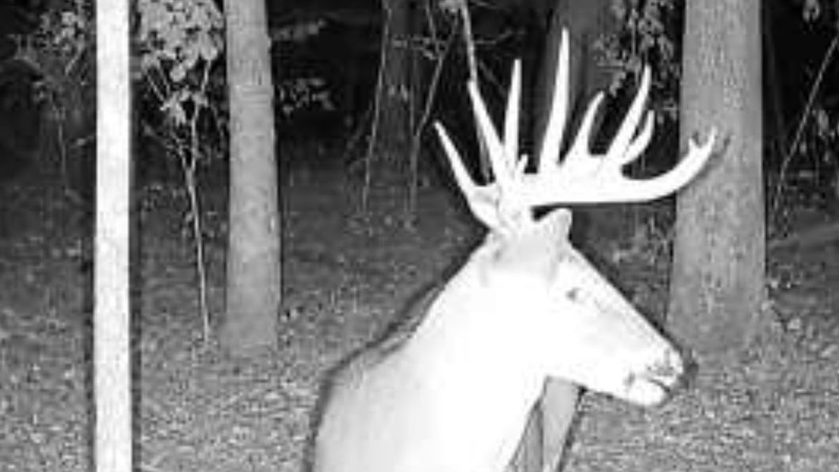 Beautiful Mature Pine Tract With Great Deer Whitetail Properties