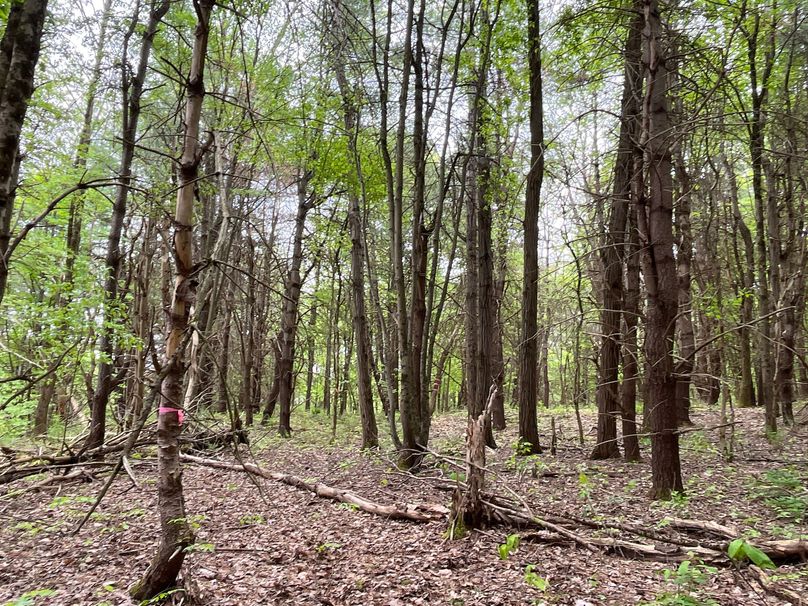 Tioga_18.72_Coulson Photo 24