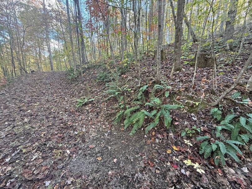 014 old logging road leading around the hill in the lower elevation