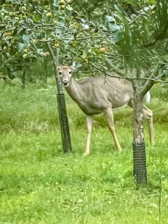 Juneau 27 Wiesner -054