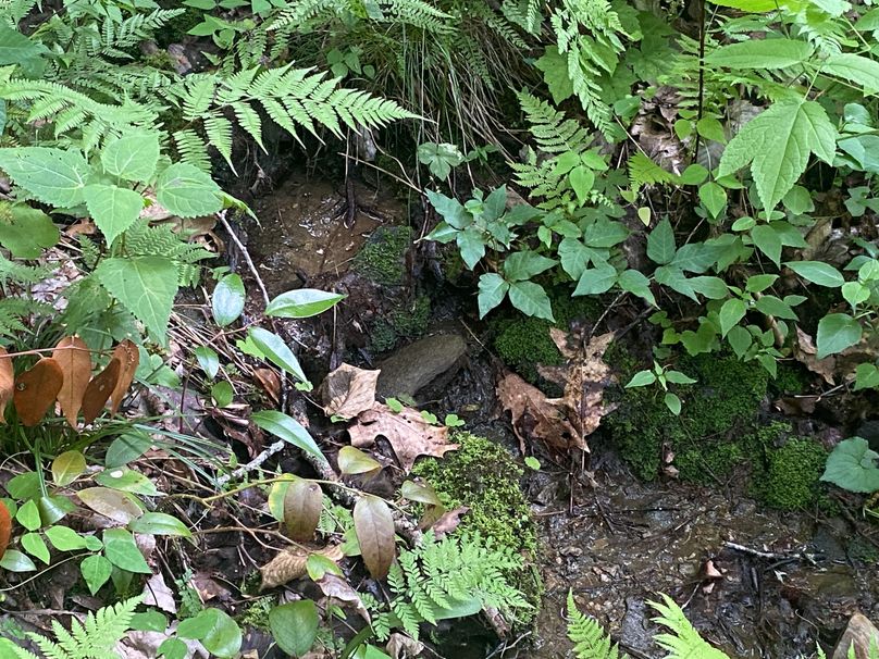 Swain 39 Tysinger-06