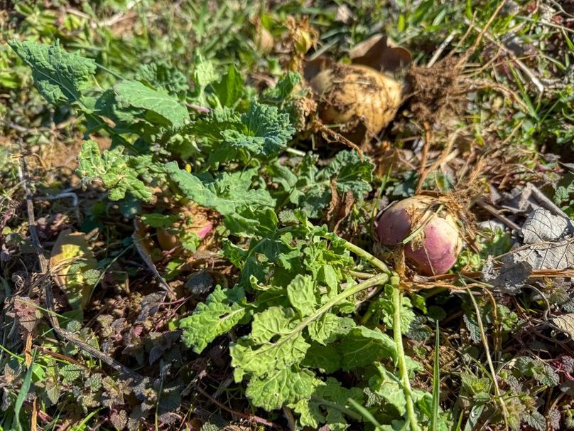 Fleming Petry 120-077