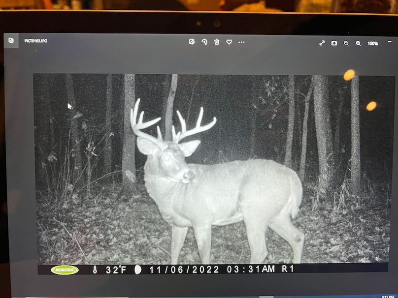 54.03 Houston Deer-7