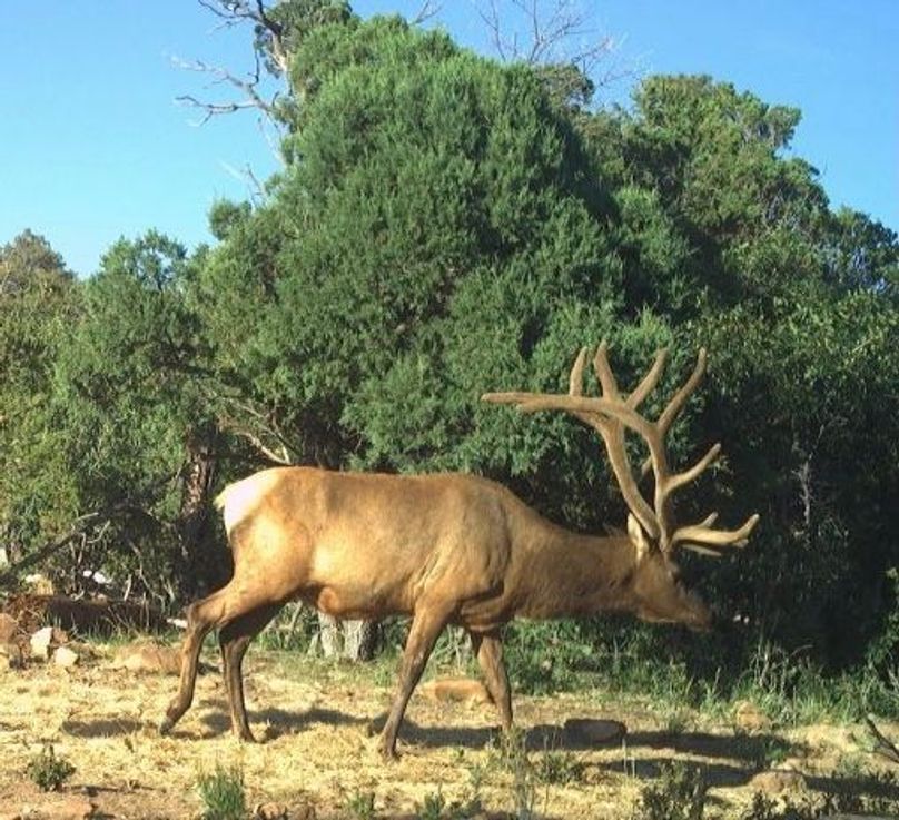 Bull elk 2023