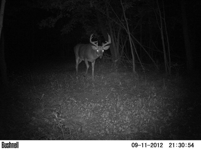 Deer Cam Tracker Pic. 327