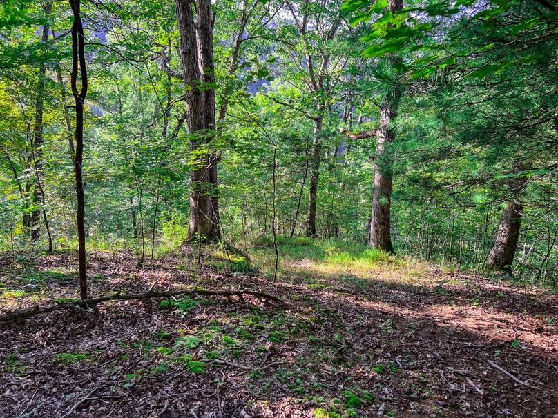 Calhoun, WV 101.8 AC Holly -29