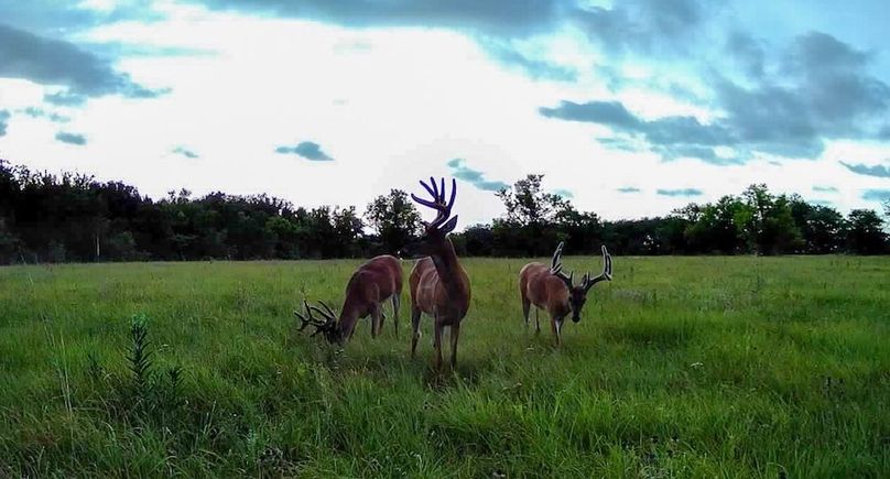 Copy of 016578004545254-100-2-07302025194431-SYFW00258