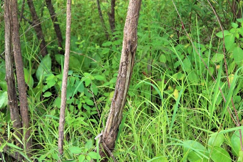 023 some evidence of the years past buck activity