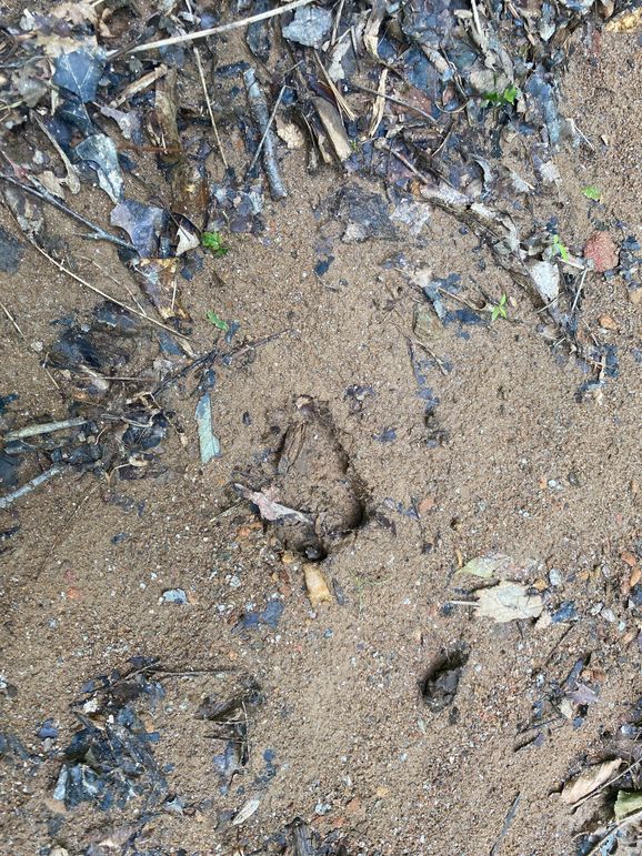 Swain 39 Tysinger-21