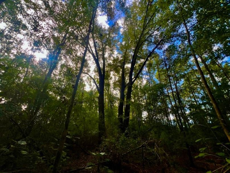 EFAE2015-1DA9-4EDA-B51A-0D09CCB85A83_1_105_c