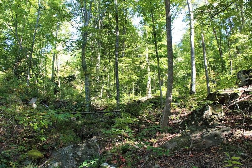007 open stand timber with boulders scattered about