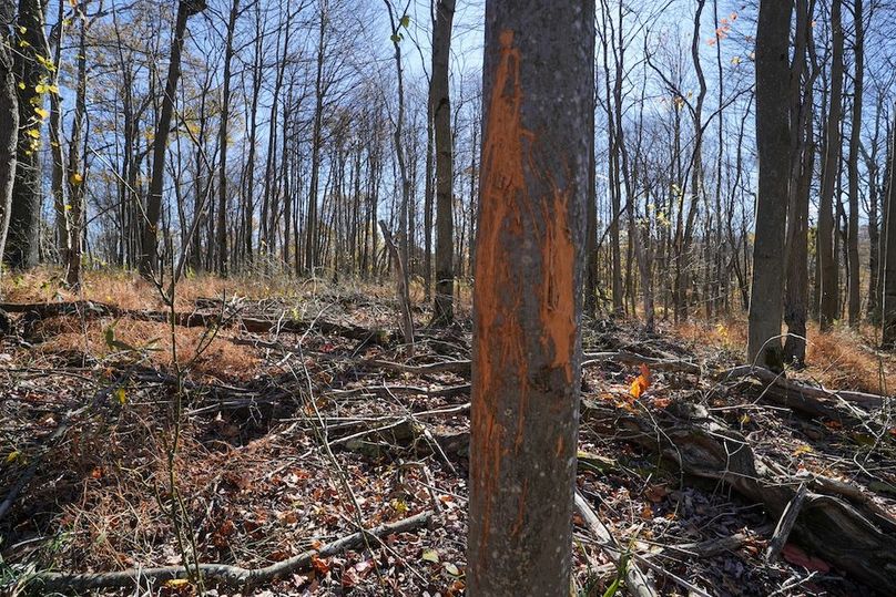 Somerset, 10.91, Tinkey-42