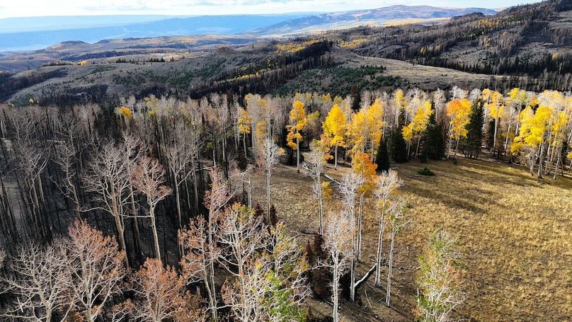 DJI_20250927094639_0242_D