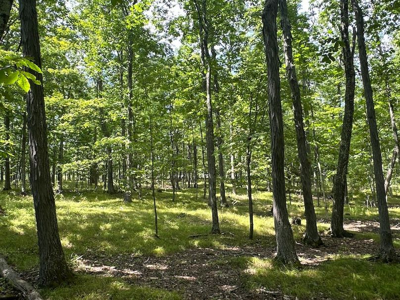 SC 32.8 Brooks P11JPG