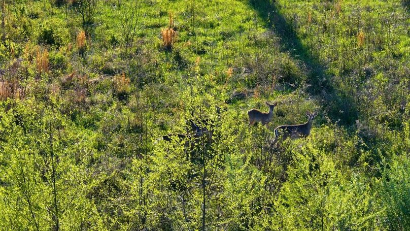 WILLIAMSON, IL 65.00_08_11_18.Still035