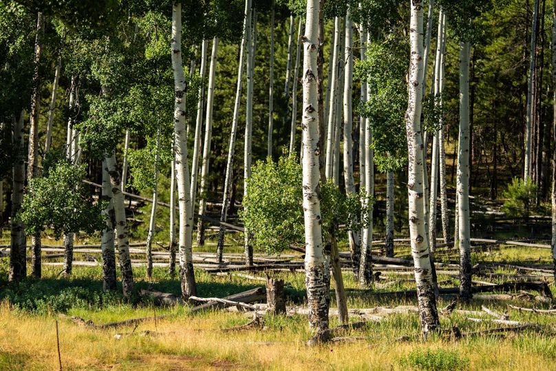 Cibola NM 13,053-7161