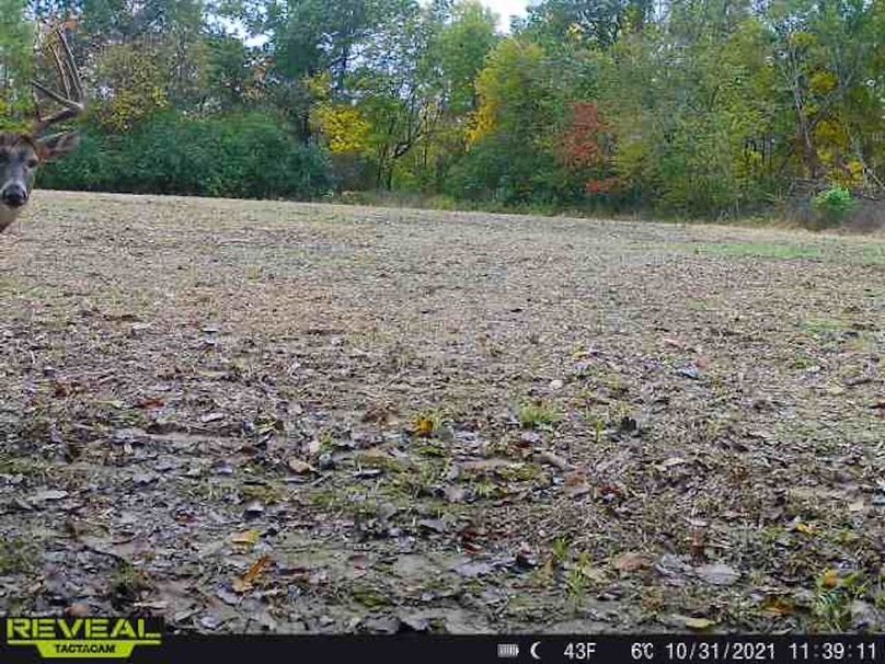 Copy of deer photos.62