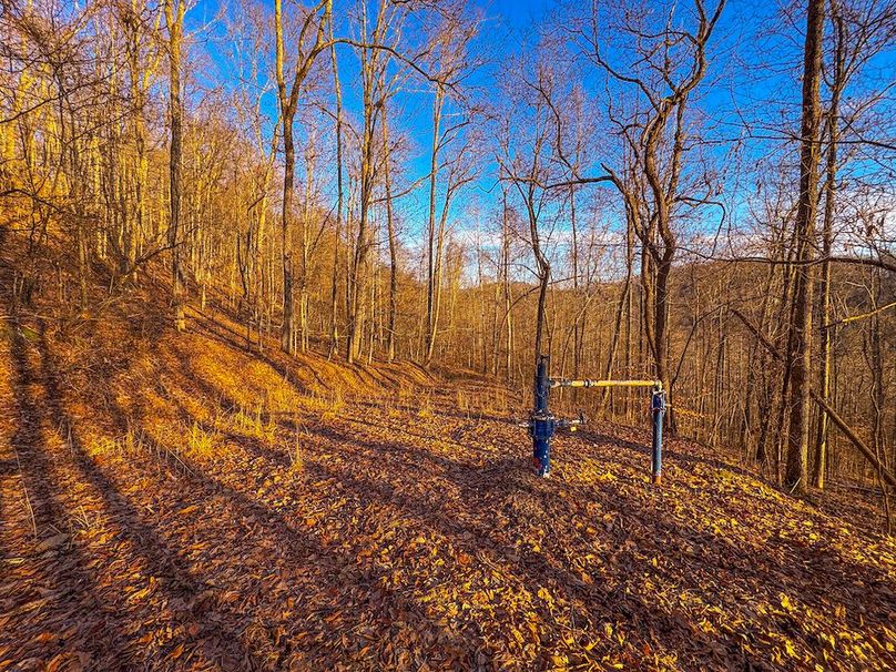 Roane, WV 100.12 AC Tree Line-52