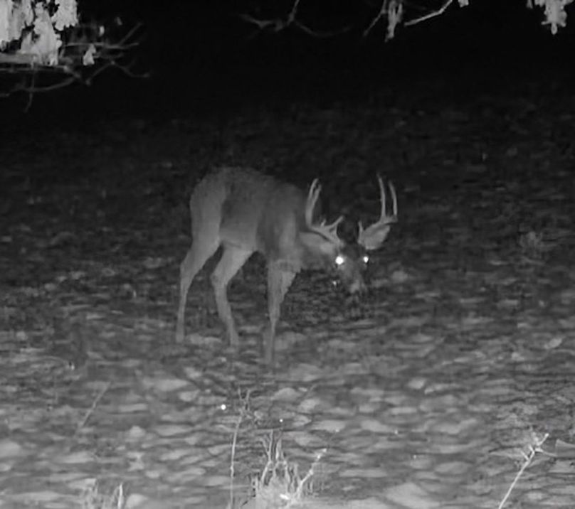 Calhoun, WV 132.84 AC Szegi Trail Cam-05