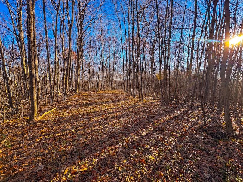 Pleasants_Wood 169.97 AC Cokeley-69