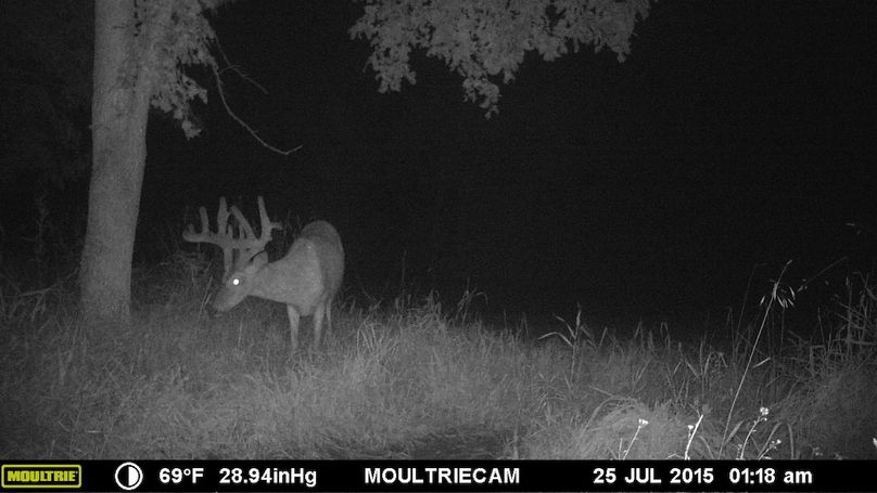 Deer Cam Pic 050