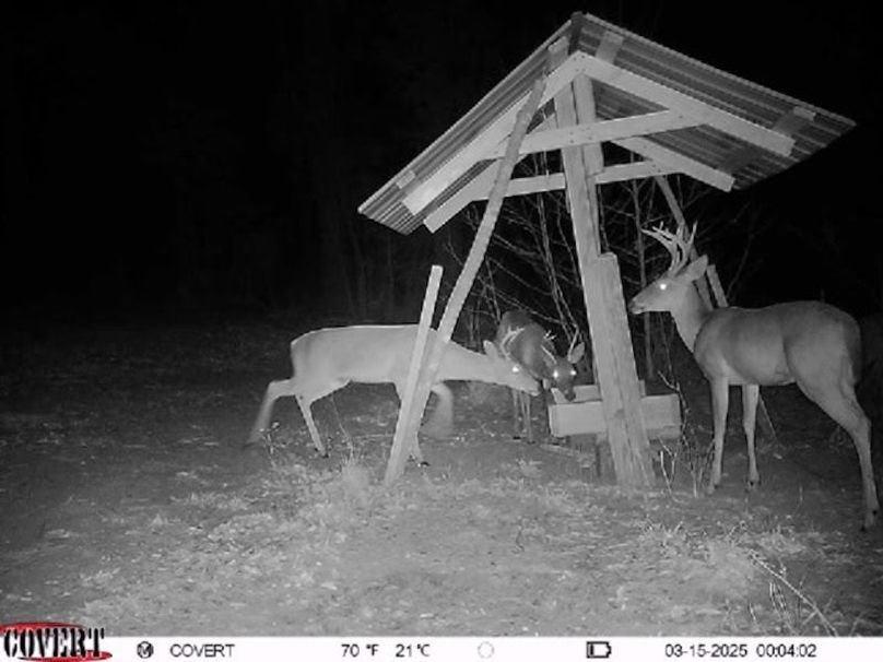 Trail Cam 5