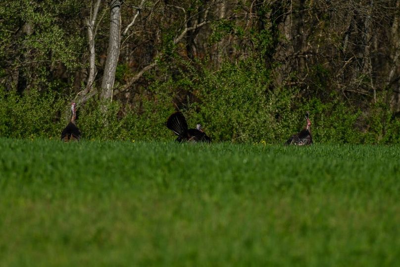 vandalia 450 (2)-2494