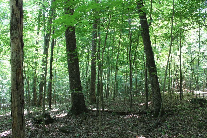 006 forested north facing slope near the middle of the property