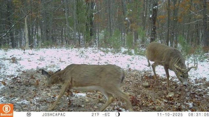 Atlanta - November Deer Feeding