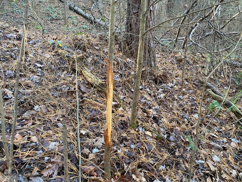 006 no shortage of deer sign here