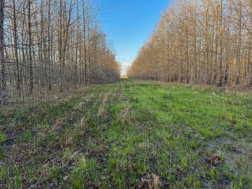 Panola 164.7 SPI Land Ventures-52