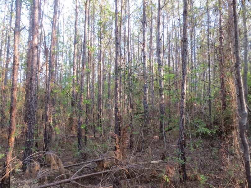 55081E7D-AA3C-43FA-9891-8C8F9D2D049E_1_105_c