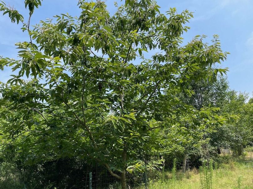 Another dunston CHestnut tree Blooming