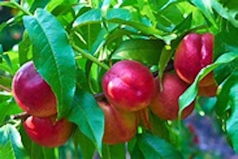 FANTASIA NECTARINES 22