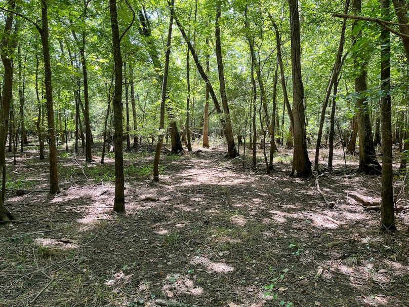 43 Leon Co. 117ac-29