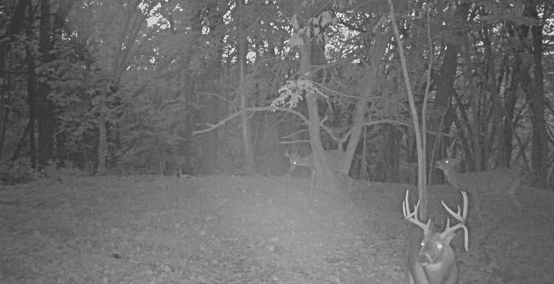 Trail Cam 2