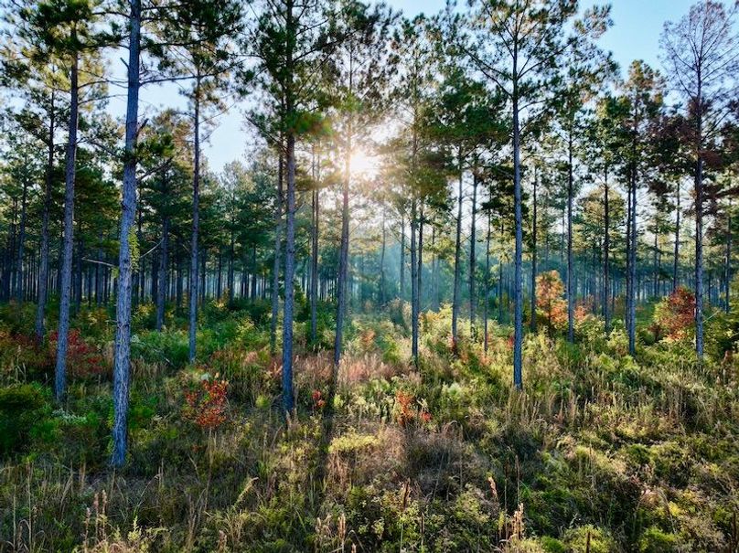 867C3554-8D1C-46AE-BD7C-0DF43E71332D_1_201_a