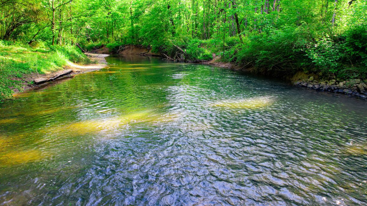 Amazing Hunting & Timber Property On West Armuchee Creek Whitetail