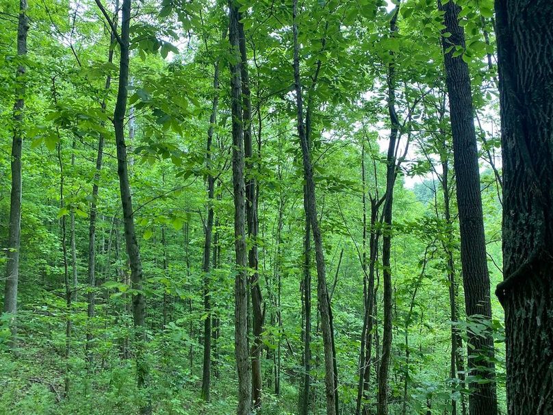 008 forested northwest facing slope copy