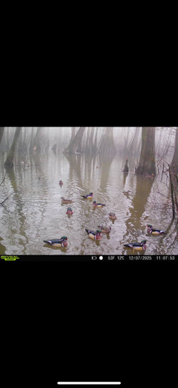 Marvel Swamp 8