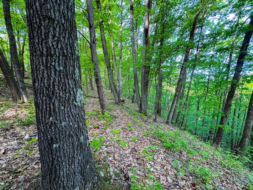 Wirt, WV 145.69 AC 273 Wildflower-28