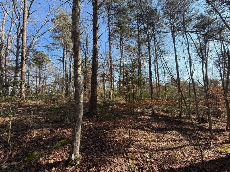 006 nice flat area near the north area of the property