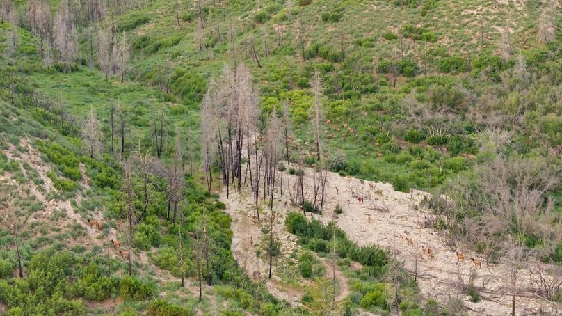 DJI_20250612074518_0264_D