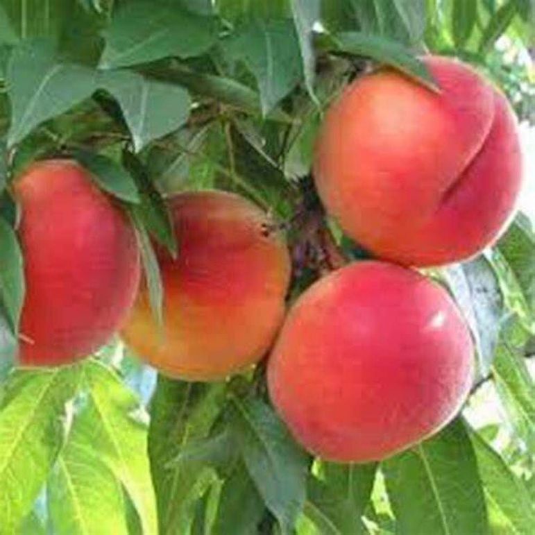 glohaven peach 22