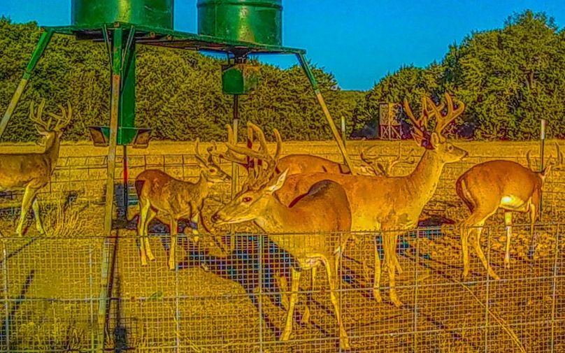 Bosque 294 Deer Cam Photos